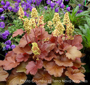 Heuchera Blondie Coral Bells