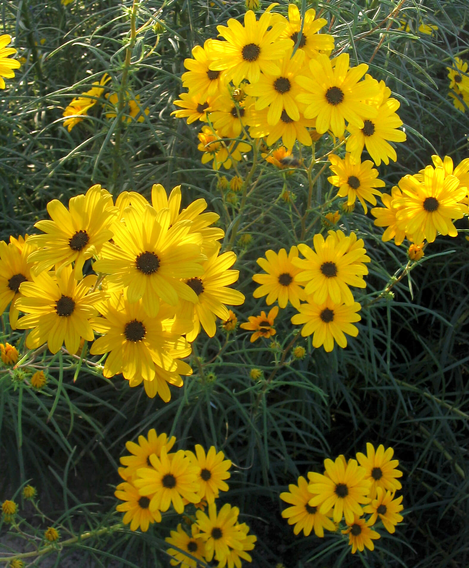 Helianthus Salicifolius
