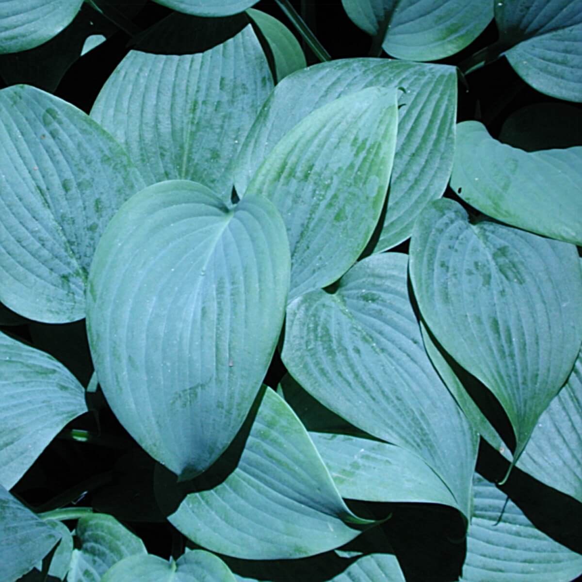 philodendron hostata blue Hosta Fragrant Blue Plantain Lily for sale