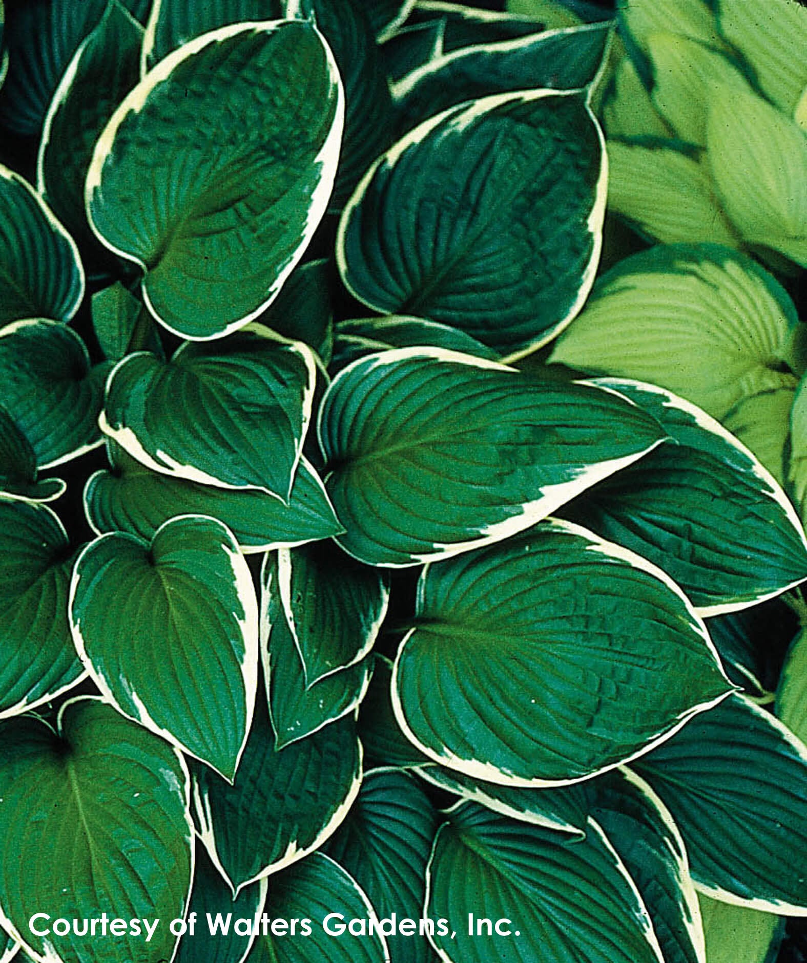 Hosta Francee Plantain Lily for sale