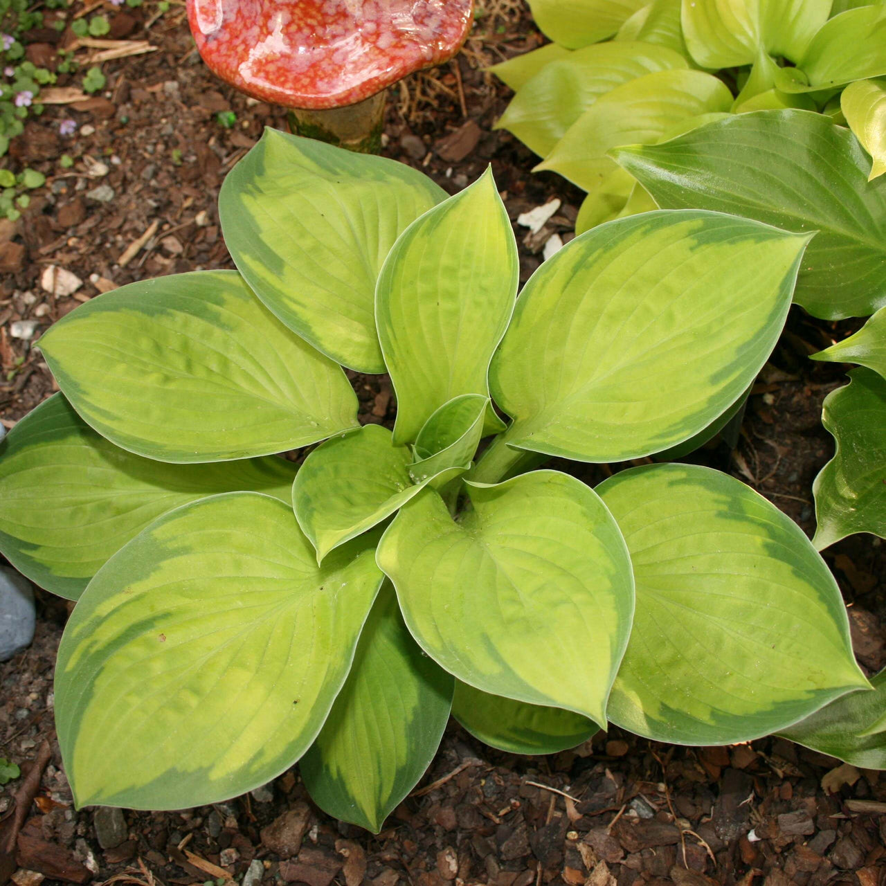 Hosta Rainforest Sunrise Plantain Lily for sale