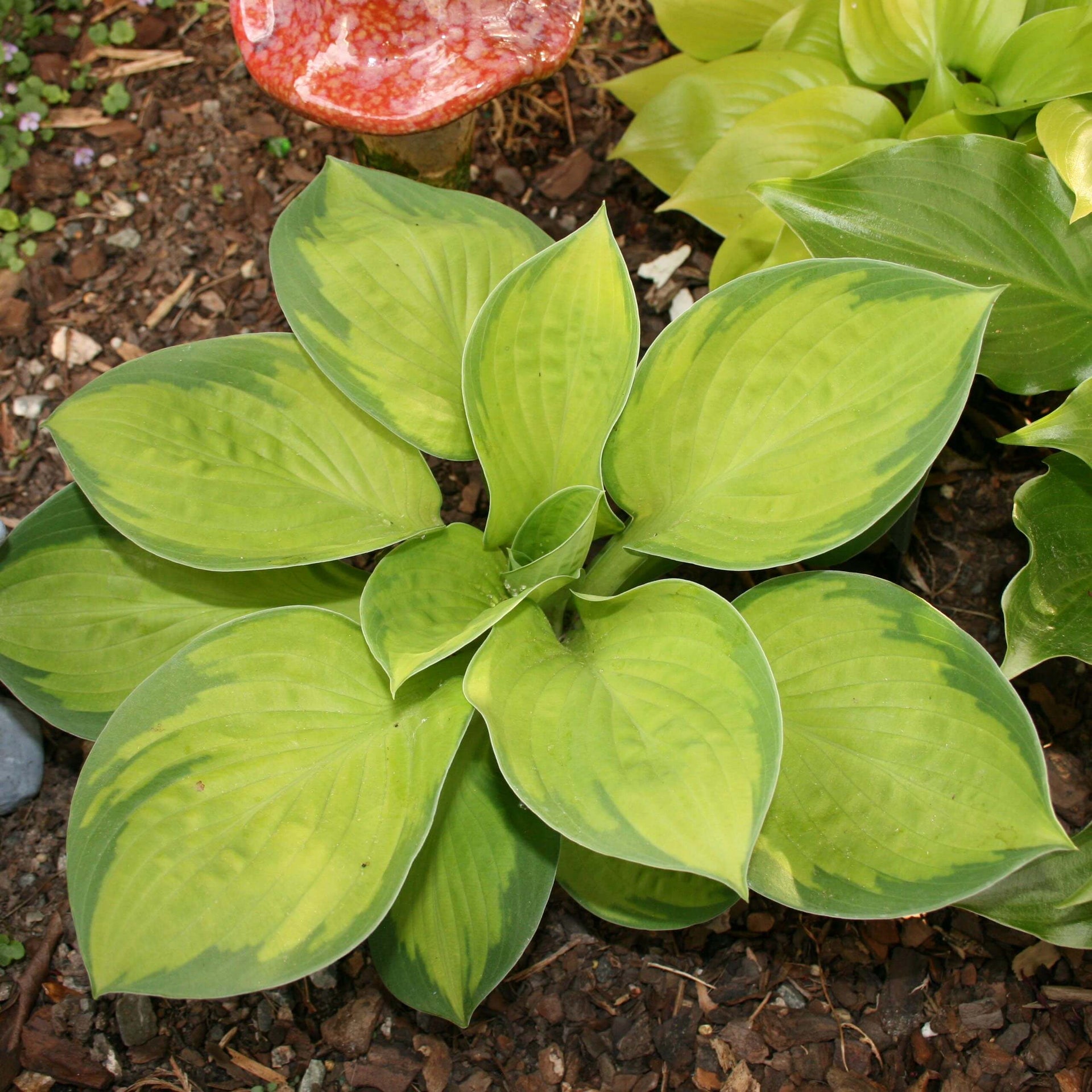 Hosta Rainforest Sunrise Plantain Lily for sale