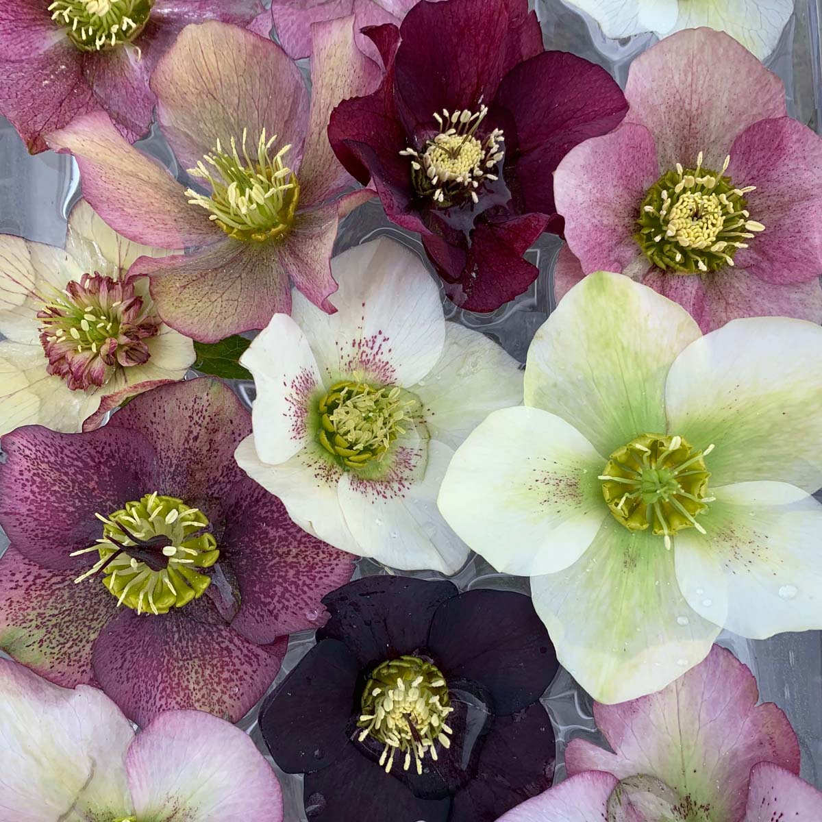 Helleborus 'Pine Knot Strain' Lenten Rose