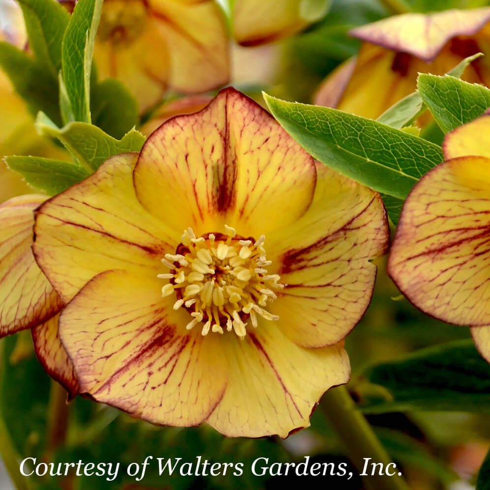 confederate jasmine plant Confederate Jasmine Fragrant Vine main image 0