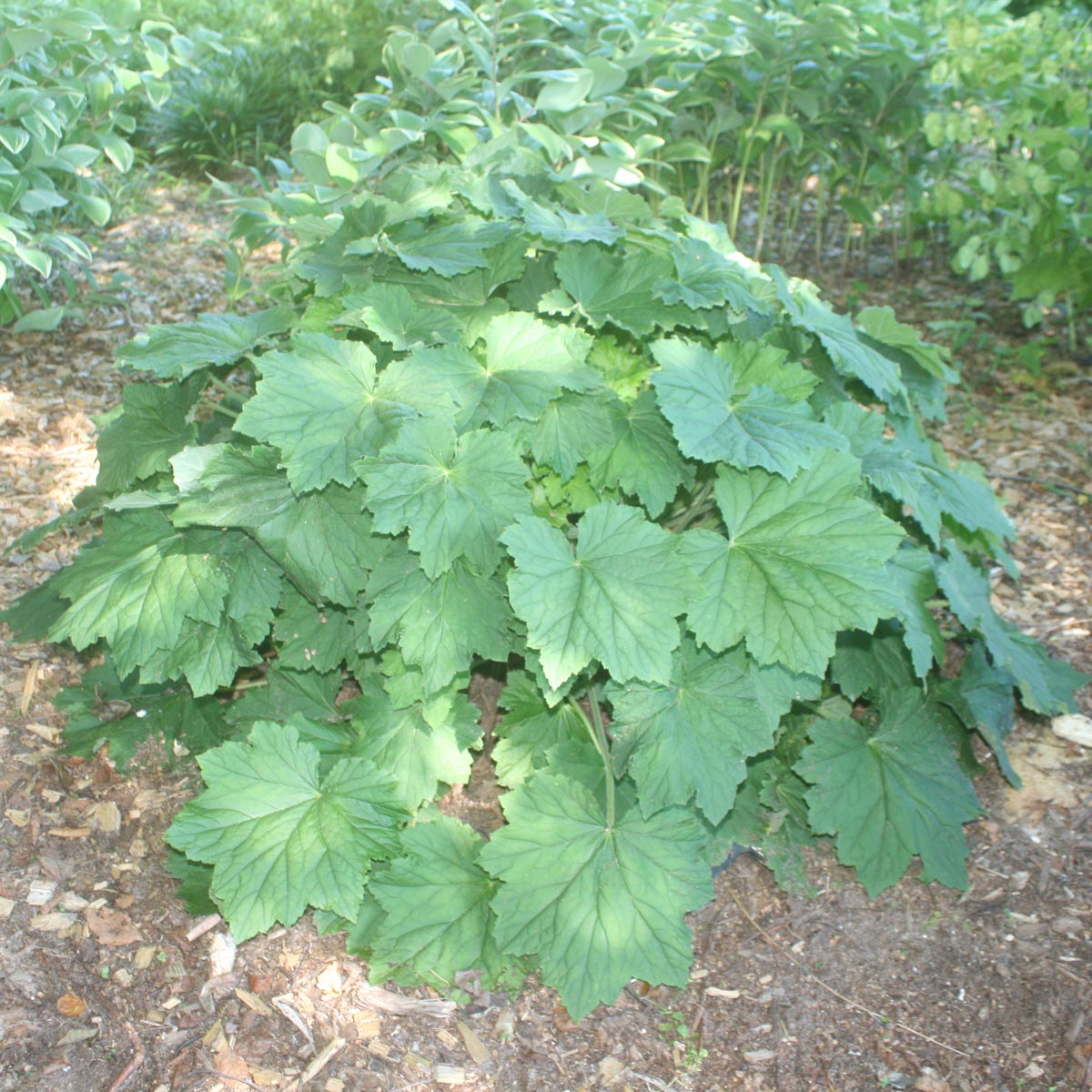 Heuchera villosa 'Autumn Bride' Coral Bells/Alumroot