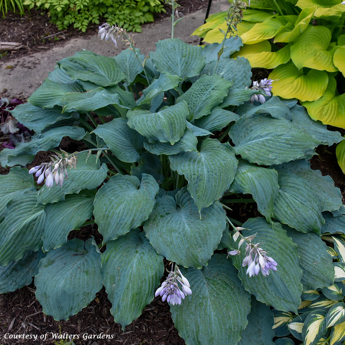 hosta lily flower Hosta Diamond Lake Plantain Lily for Sale