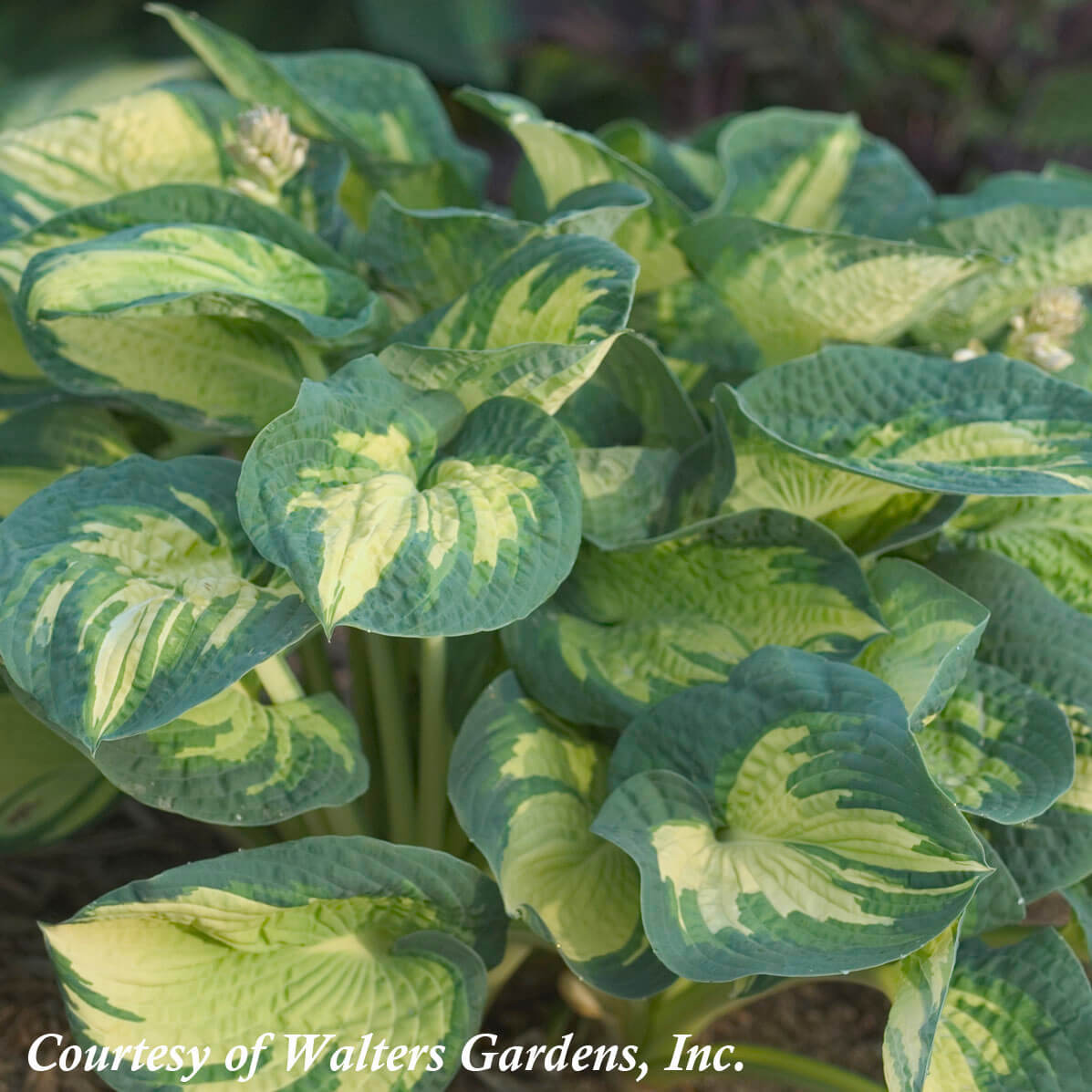 Hosta Great Expectations Plantain Lily for Sale
