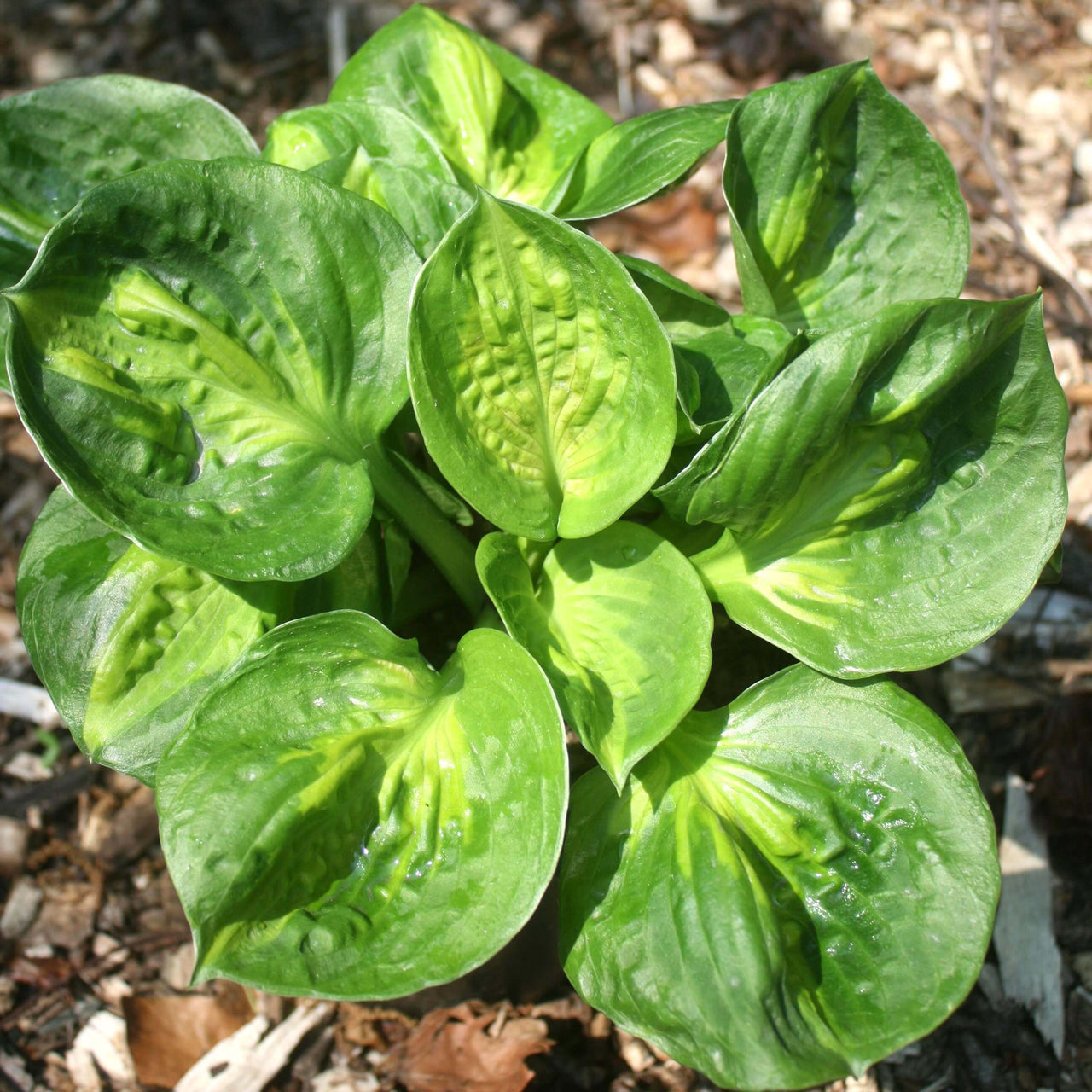 Hosta 'Pocketful of Sunshine' Plantain Lily