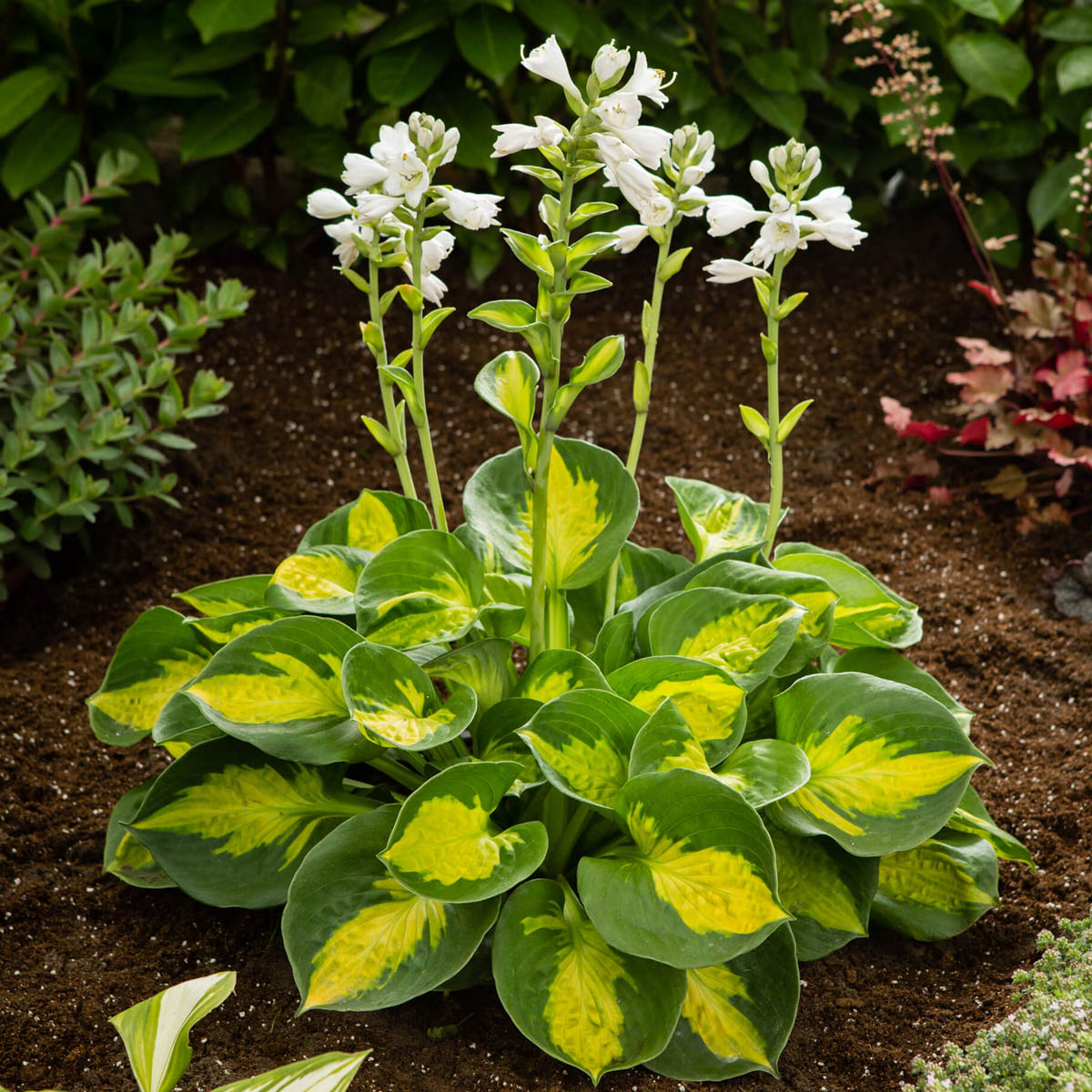 hosta lily flower Hosta Sunset Grooves plantain lily for sale