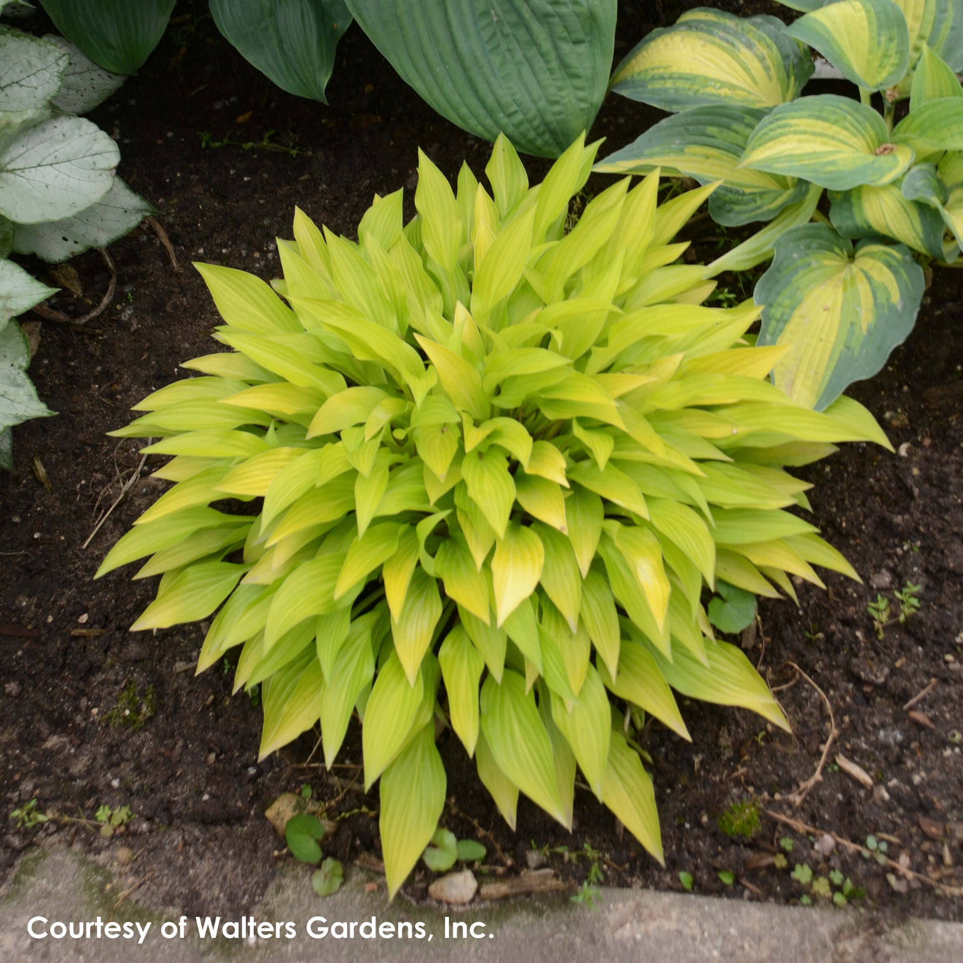 Hosta Munchkin Fire Plantain Lily for sale