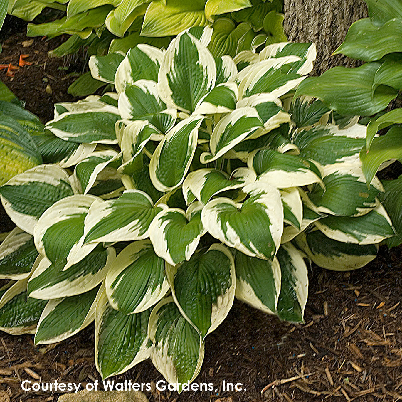 white plantain lily Hosta 'Patriot' Plantain Lily