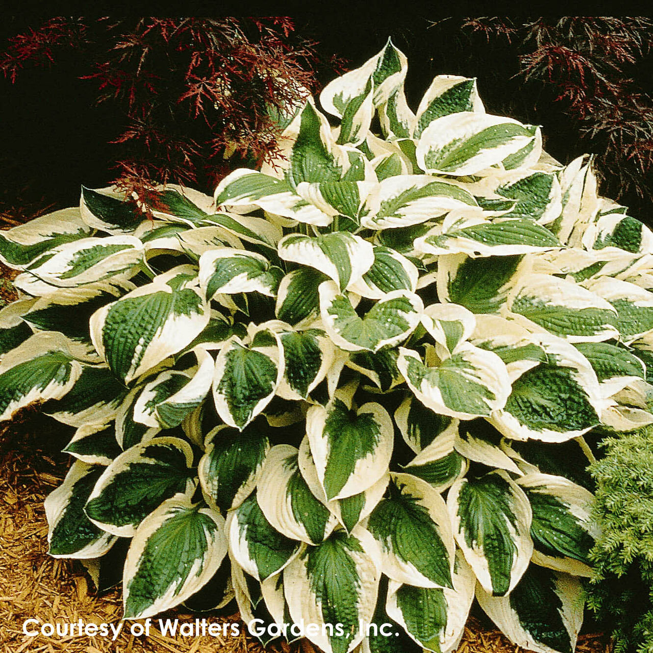 Hosta Patriot Plantain Lily for sale