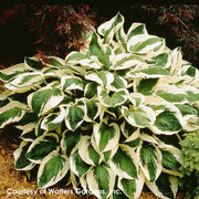 Hosta Patriot Plantain Lily for sale