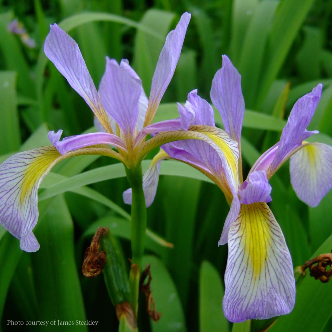 Iris virginica var shrevei Southern Blue Flag | Rare Roots