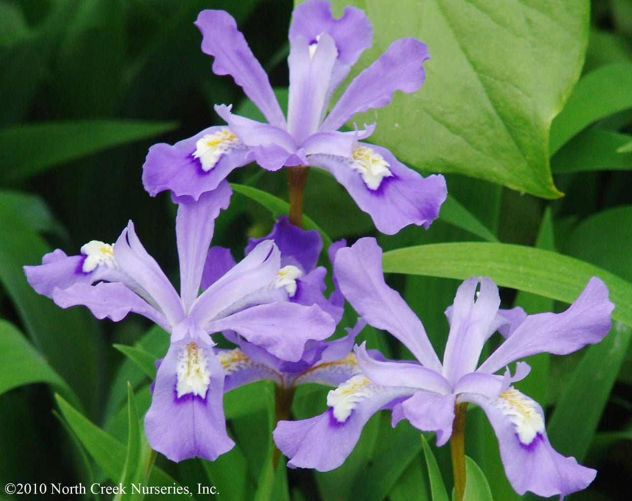 Iris cristata Crested Iris for sale
