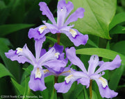 Iris cristata Crested Iris for sale