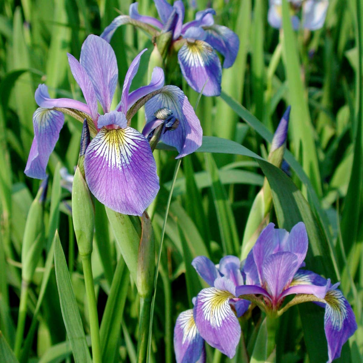 Blue shop flag iris