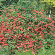 Lonicera sempervirens Major Wheeler Honeysuckle for sale