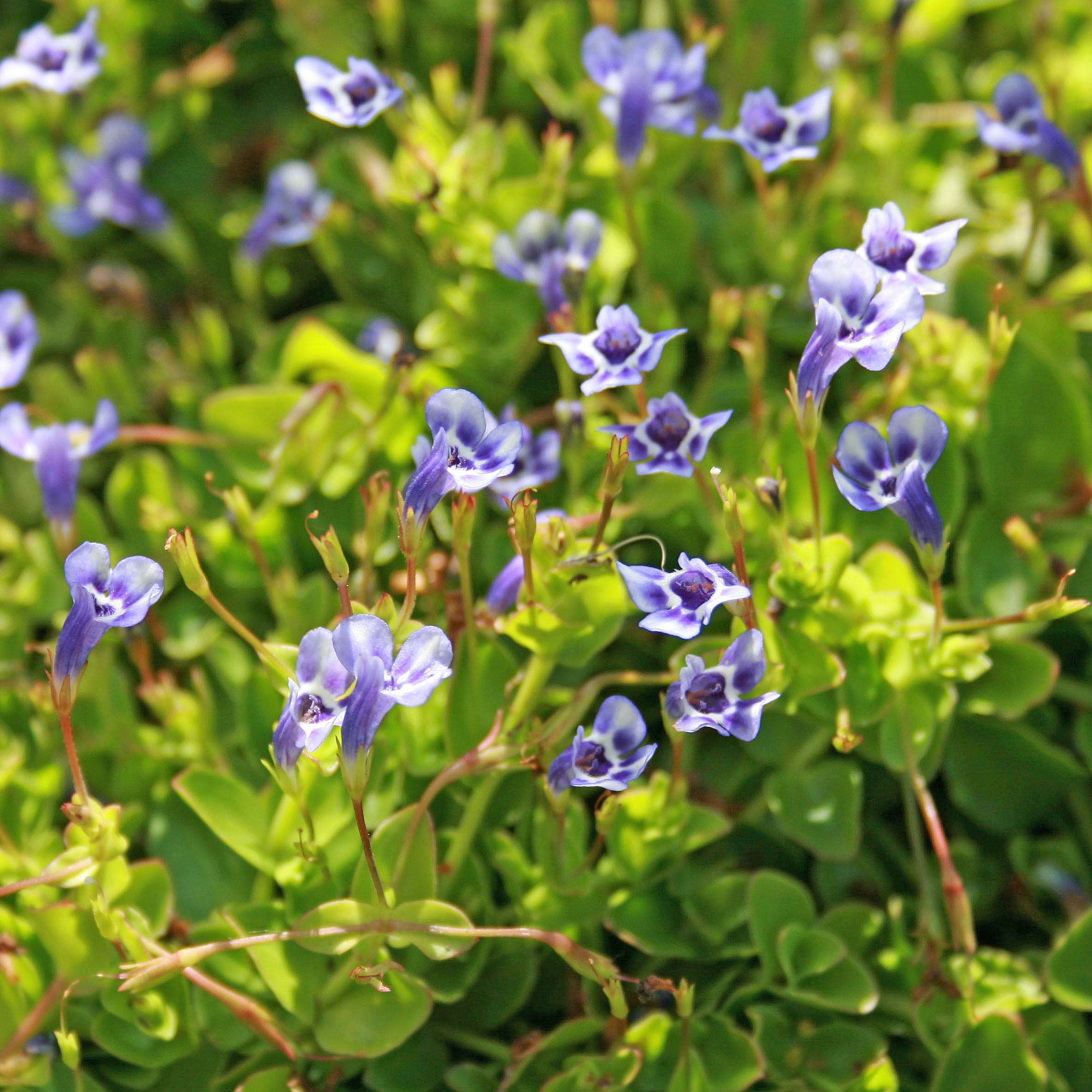 money wart plant Lindernia grandiflora Blue Moneywort