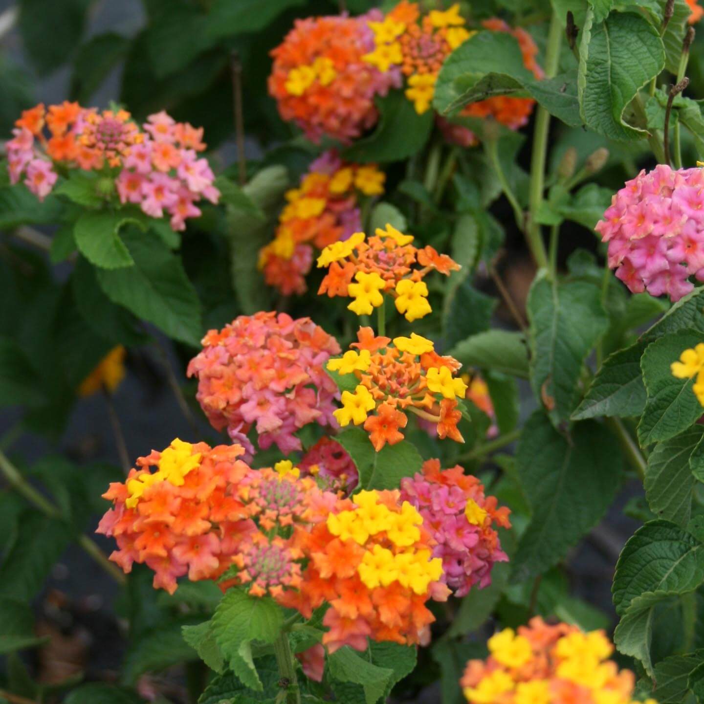 Lantana camara 'Miss Huff'