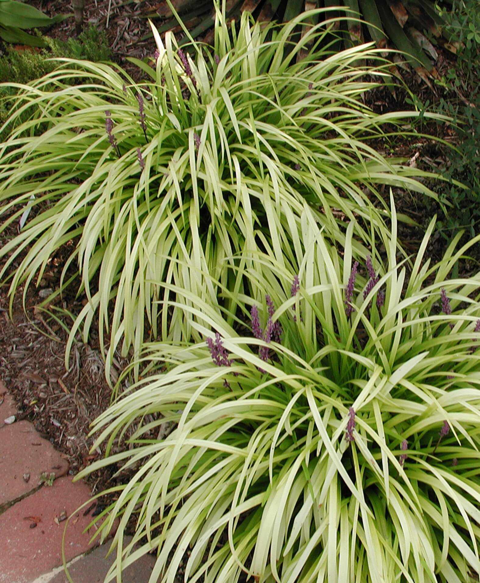 Liriope Pee Dee Ingot Monkey Grass