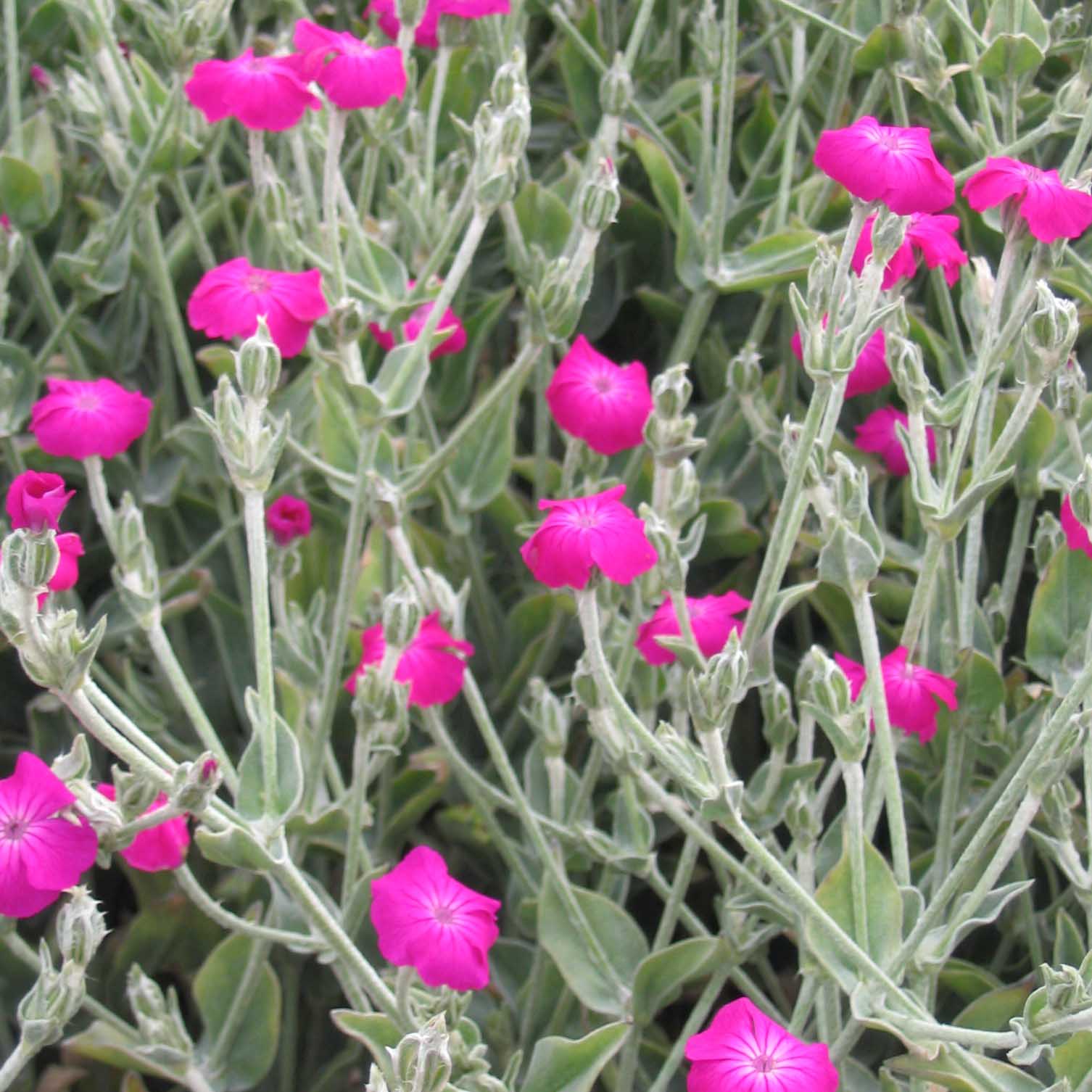 Lychnis coronaria Rose Campion for Sale Rare roots Lychnis coronaria Rose Campion for Sale Rare roots