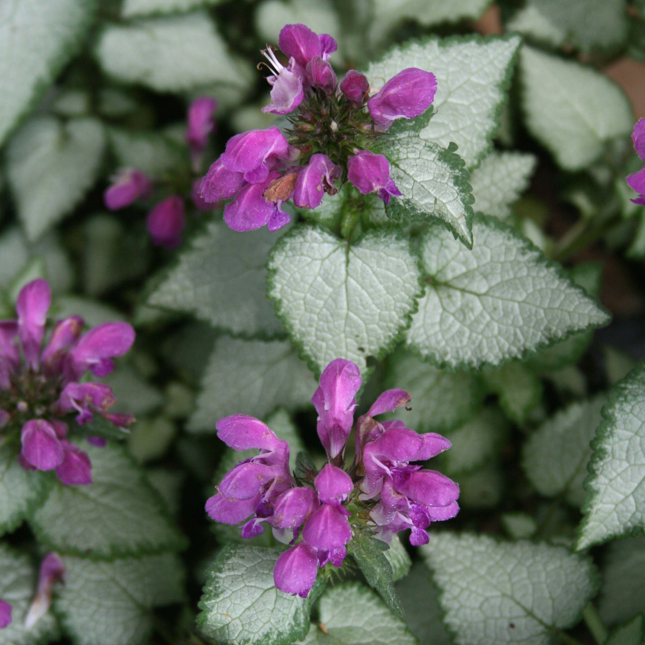 purple dragon succulent Lamium maculatum Purple Dragon Dead Nettle for Sale