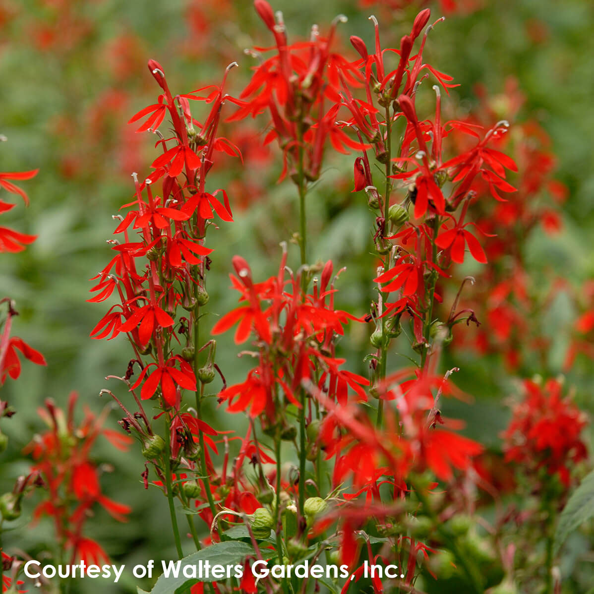 Lobelia cardinalis Cardinal Flower