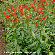 Lobelia cardinalis Cardinal Flower for sale