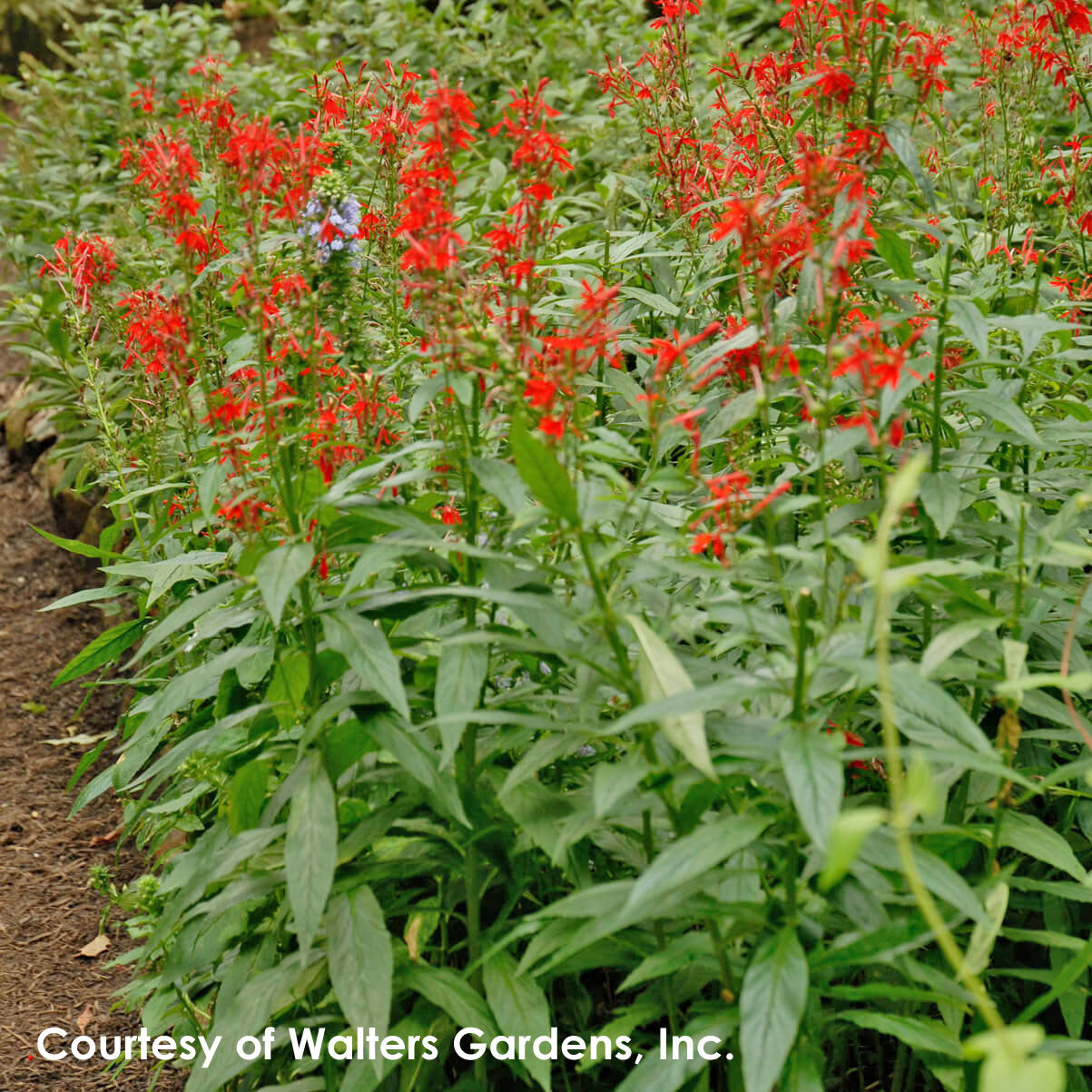 Lobelia cardinalis Cardinal Flower for sale 