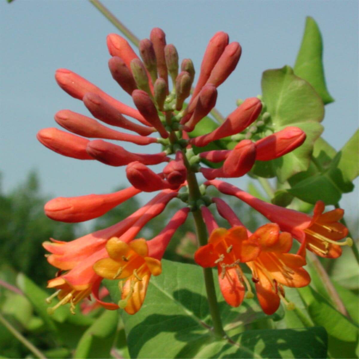 Lonicera x brownii 'Dropmore Scarlet' Honeysuckle