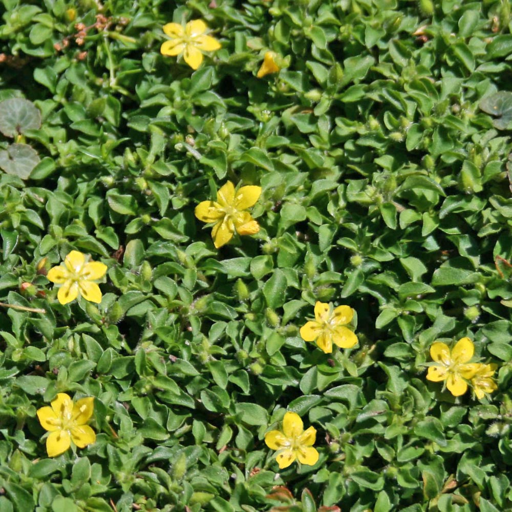 money wort plant Lysimachia 'Minutissima' Miniature Moneywort