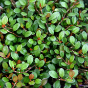 Muehlenbeckia axillaris Nana Creeping Wire Vine for sale