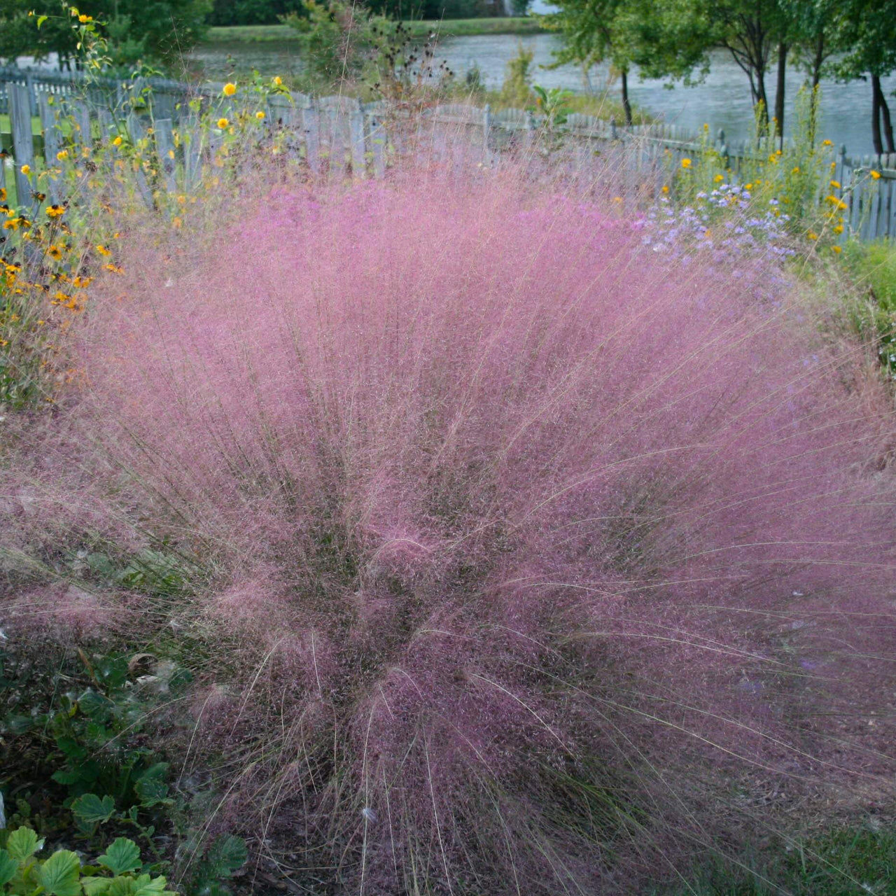 Muhlenbergia capillaris Muhly Grass