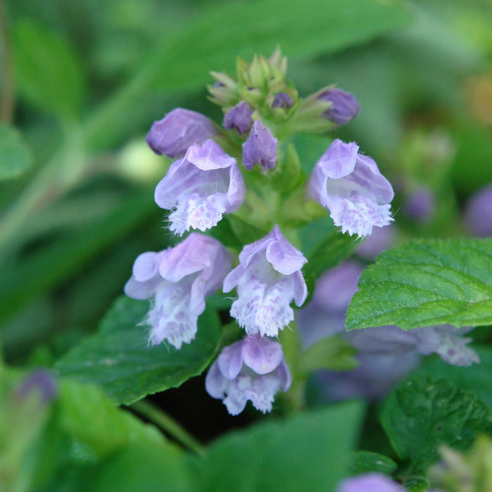 lavender mint plants for sale Meehania cordata Meehan's Mint for Sale