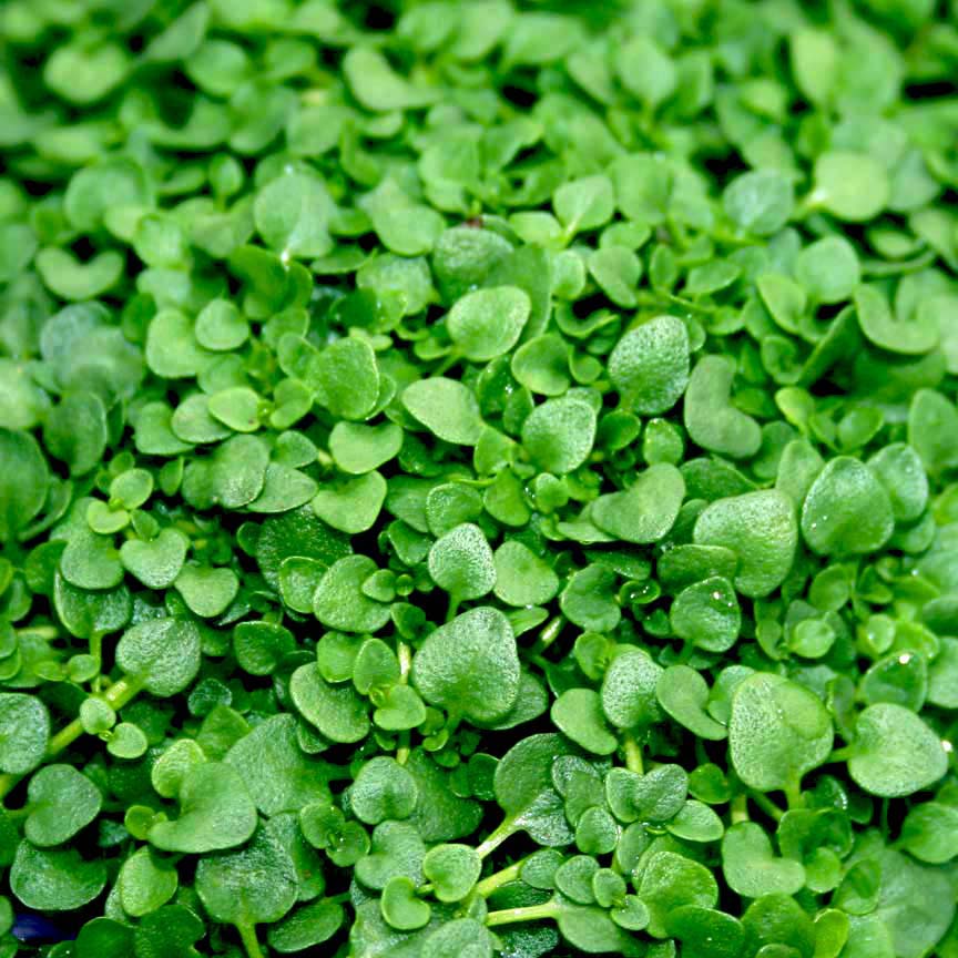 Mentha requienii Corsican Mint for Sale