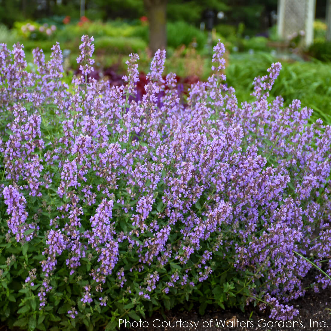 cats and lavender plants Nepeta faassenii Cat's Meow Catmint for Sale