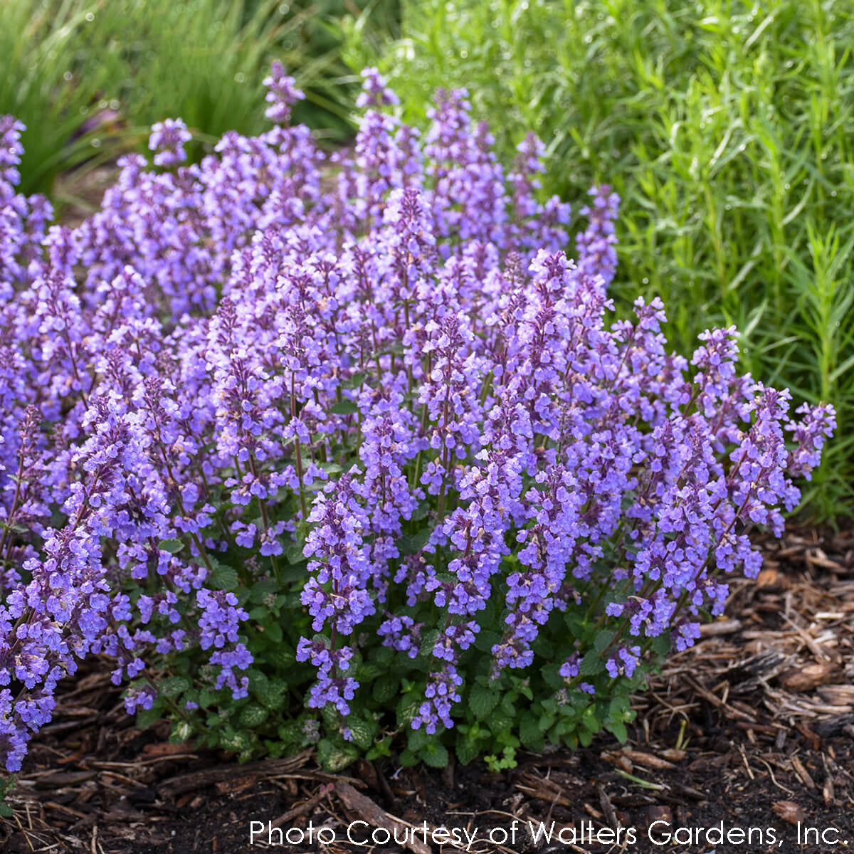 Nepeta Cat's Pajamas Catmint