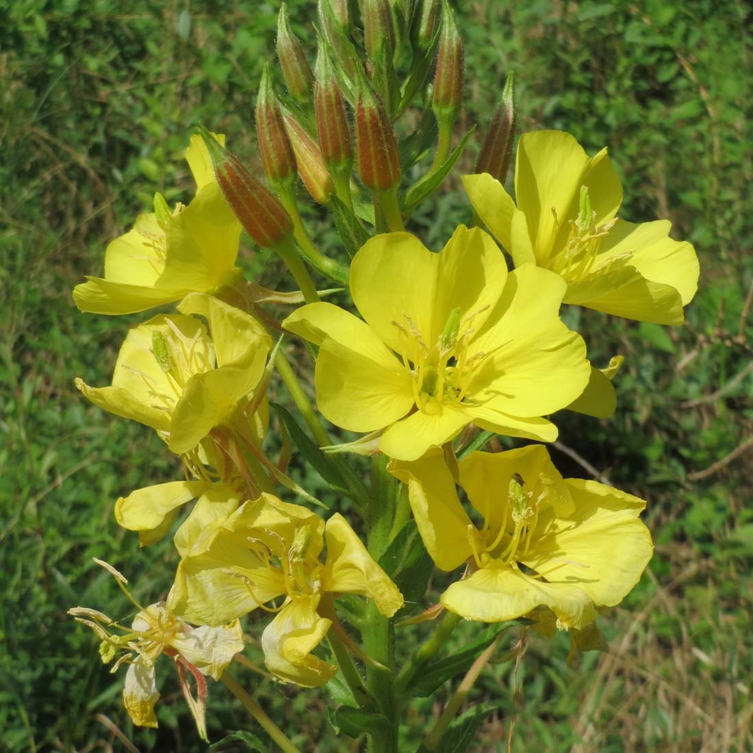 Oenothera biennis Evening Primrose Rare Roots