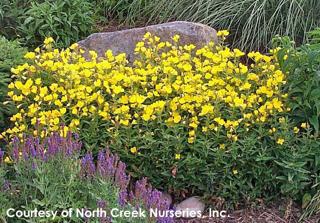 Oenothera fruticosa Fireworks Sundrops for sale