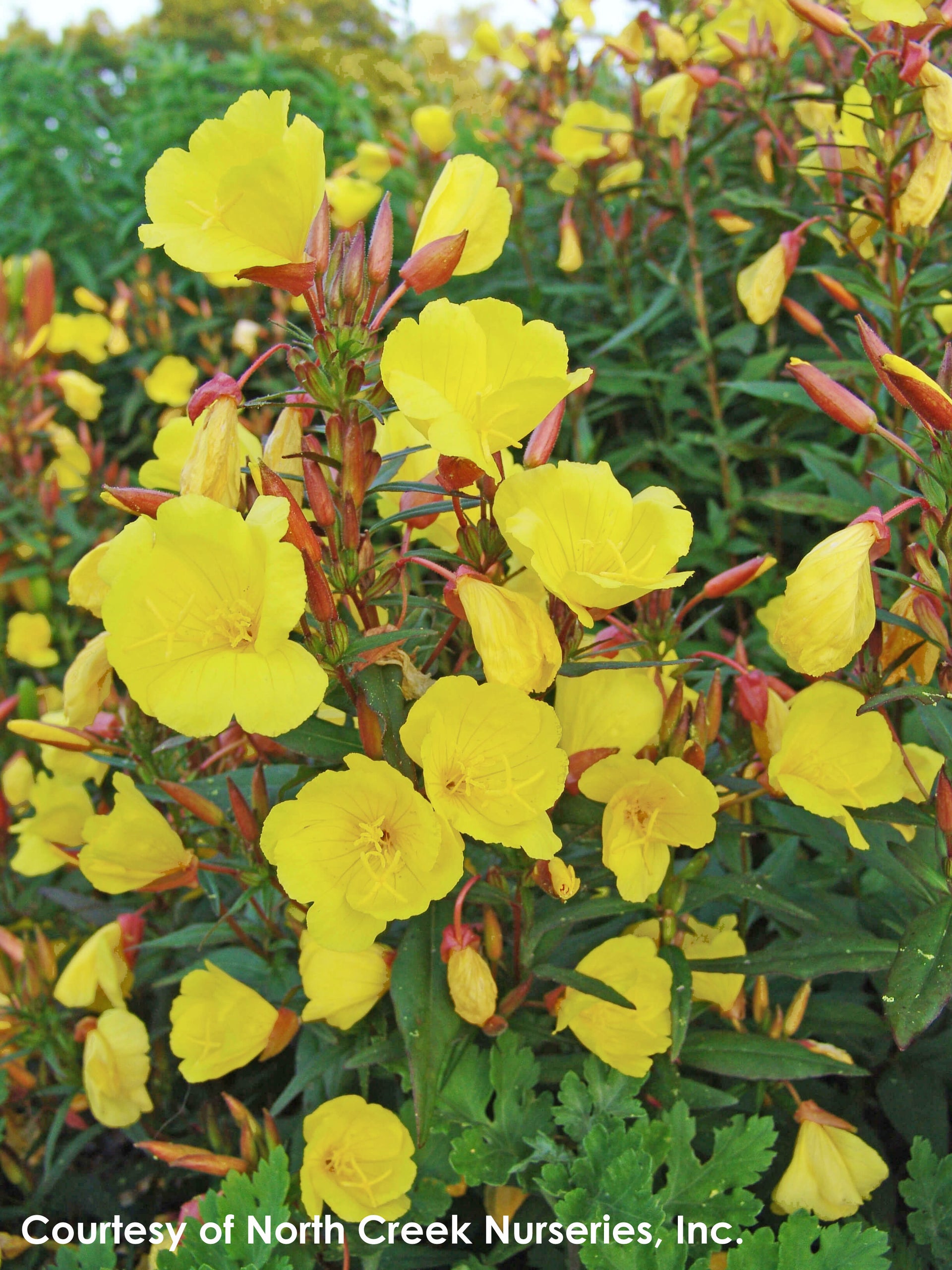 Oenothera fruticosa Fireworks Sundrops for sale