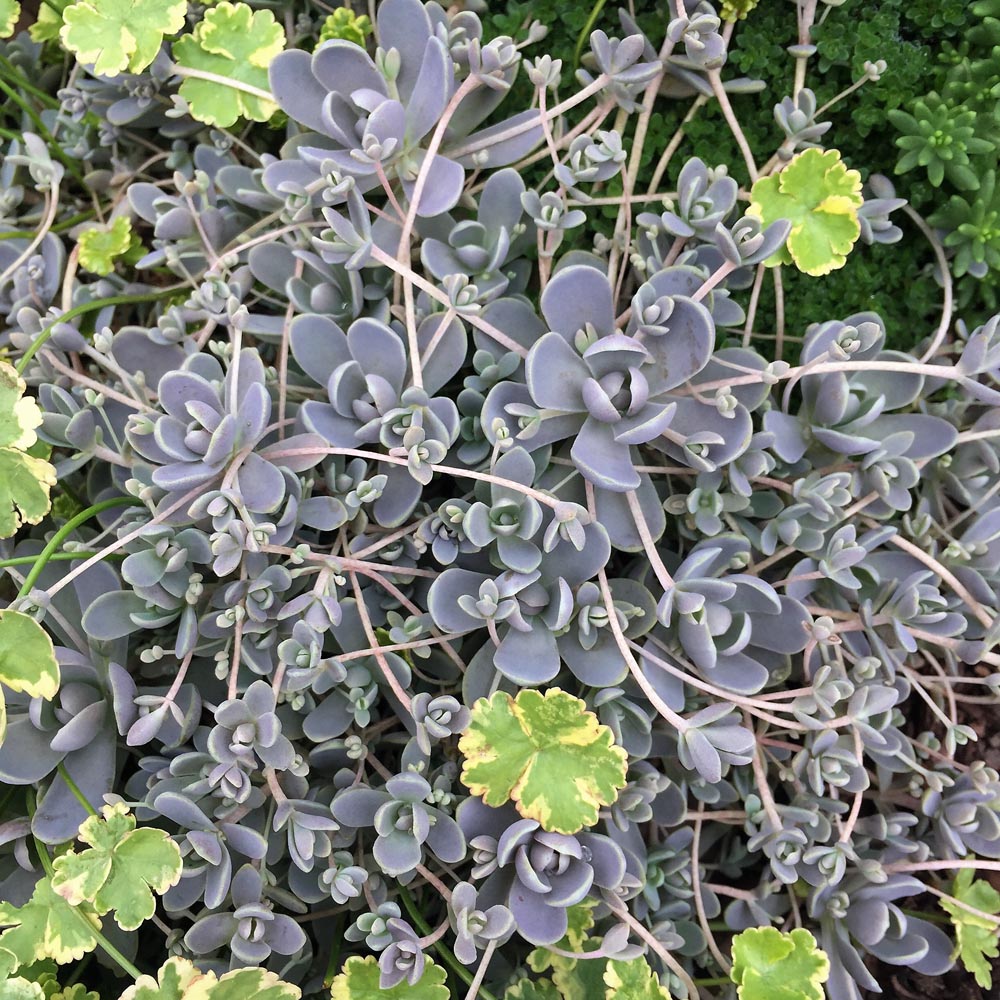 chinese hat succulent Orostachys iwarenge Chinese Dunce Caps