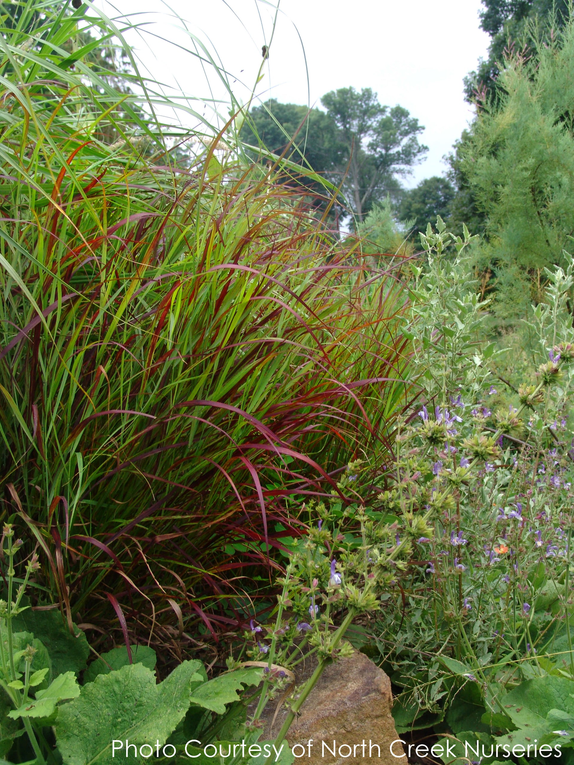 Panicum Shenandoah Switch Grass