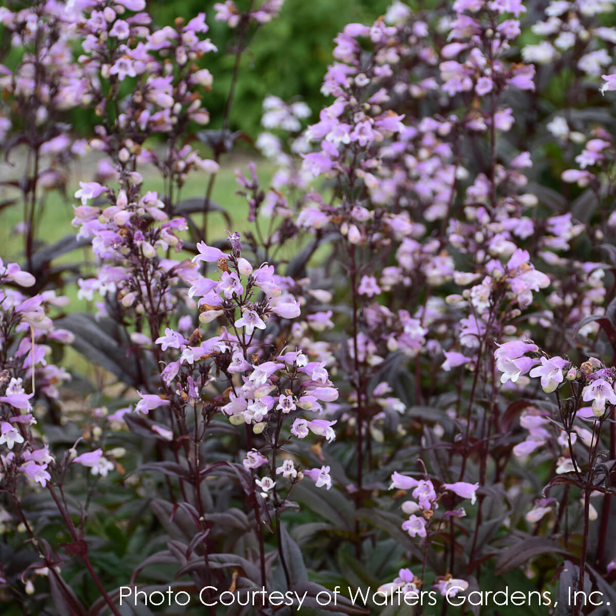 Penstemon Blackbeard Beardtongue