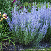 Perovskia Blue Jean Baby Russian Sage
