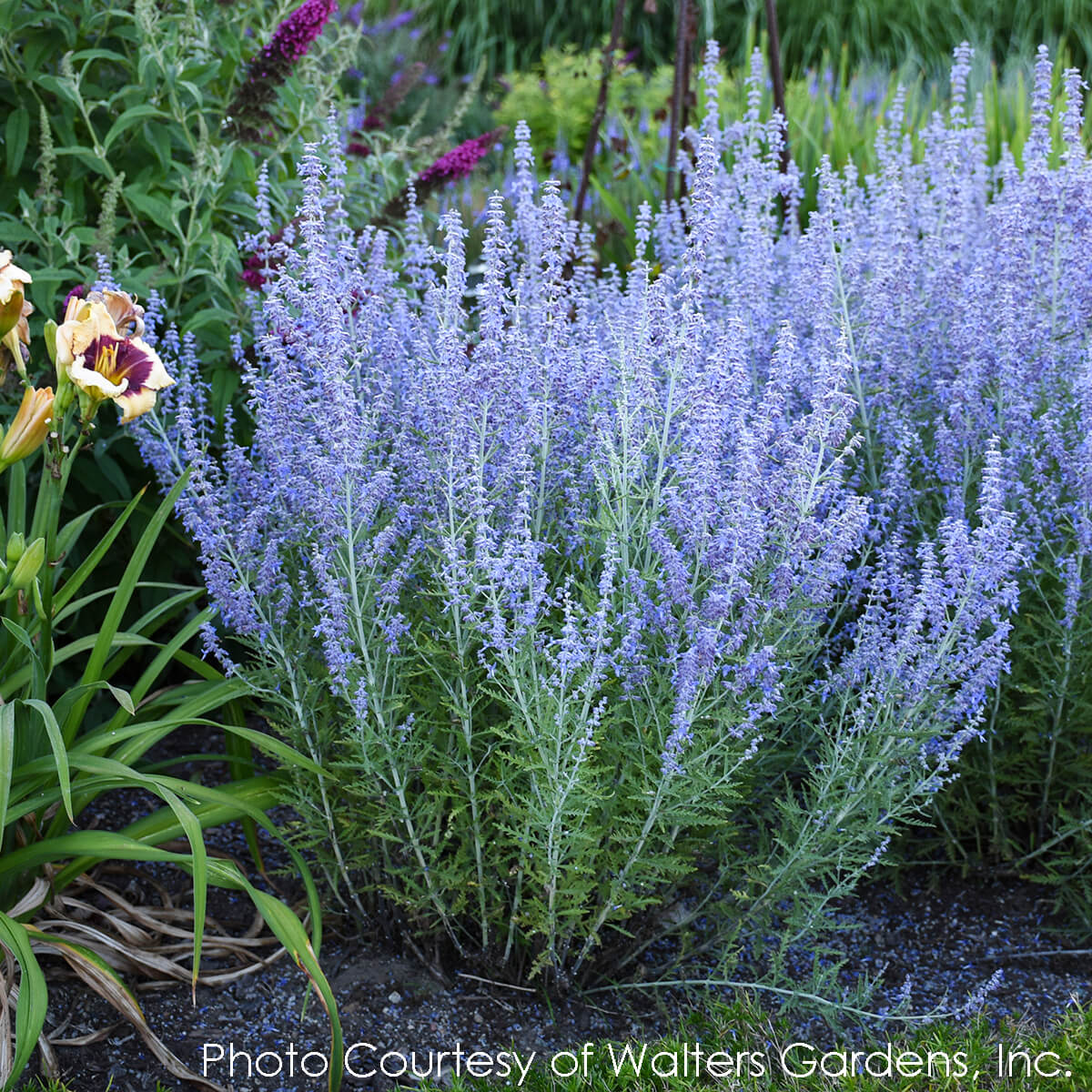 Perovskia Blue Jean Baby Russian Sage