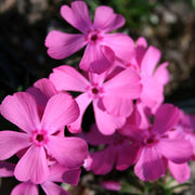 Phlox subulata Drummond's Pink Creeping Phlox for sale