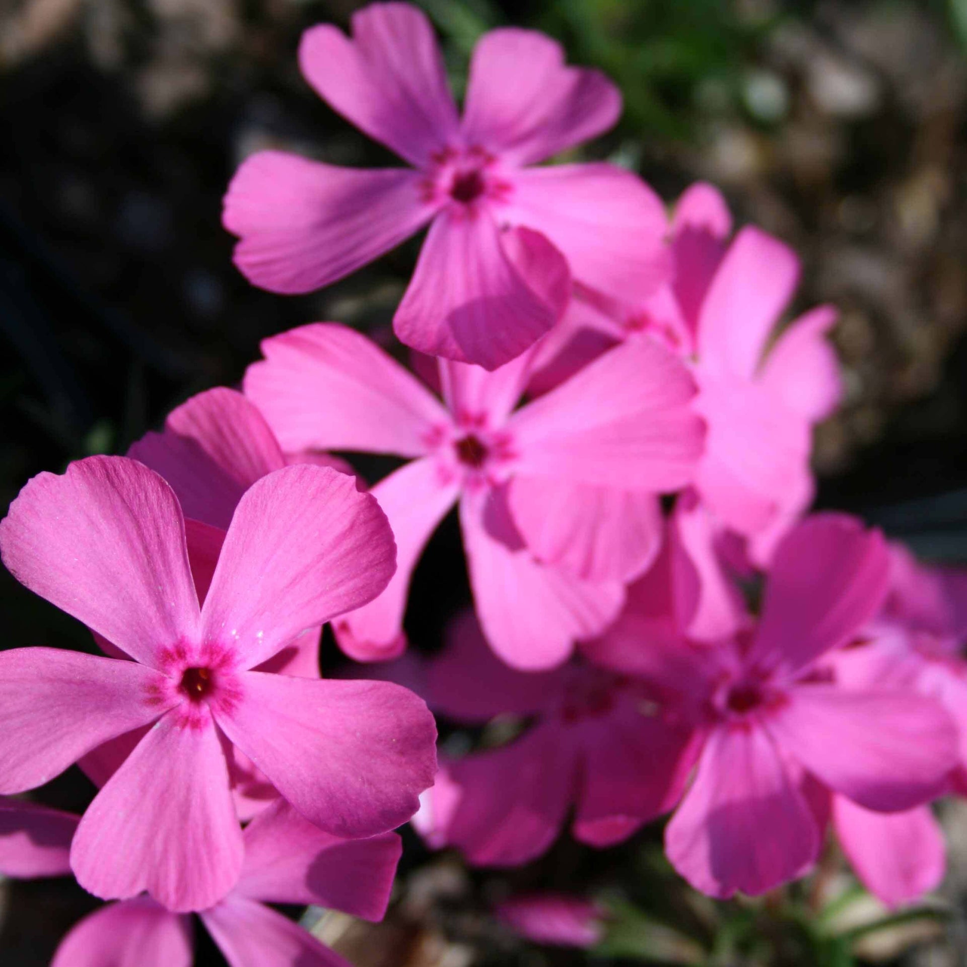 Phlox subulata Drummond's Pink Creeping Phlox for sale