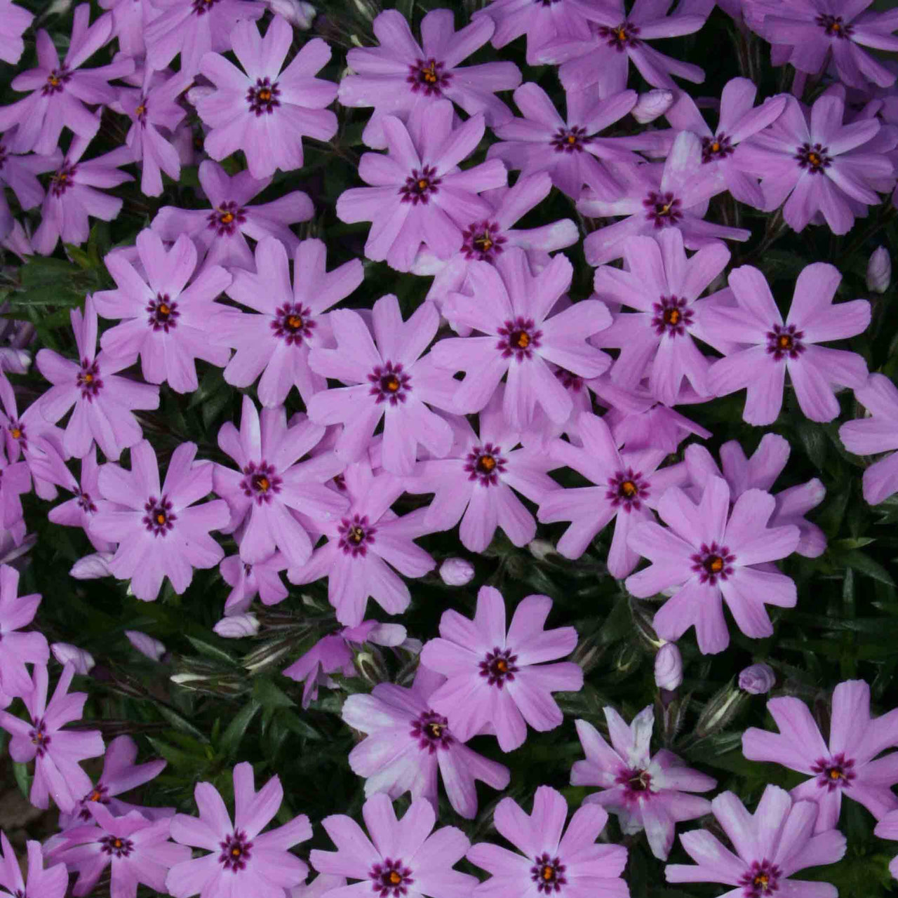 Phlox subulata Fort Hill Creeping Phlox for sale