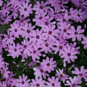 Phlox subulata Fort Hill Creeping Phlox for sale